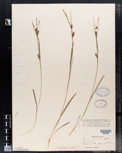 Carex conoidea