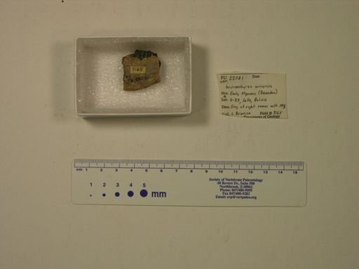 Archaeohyrax suniensis