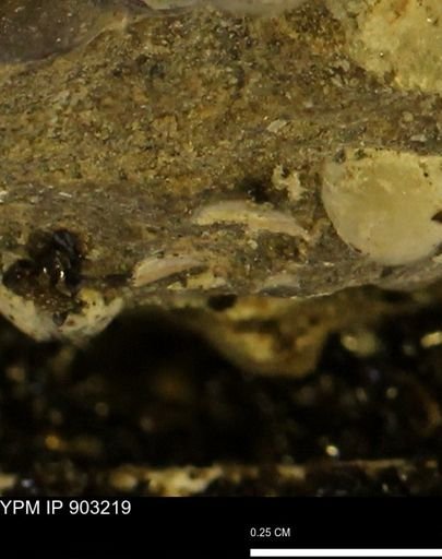 undet. Mollusca
