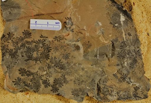 Annularia
