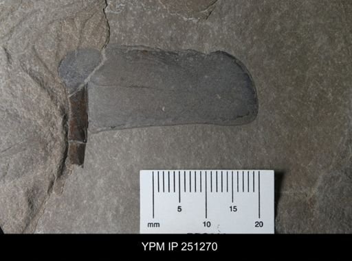 undet. Eurypterida