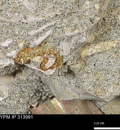 undet. Scaphopoda