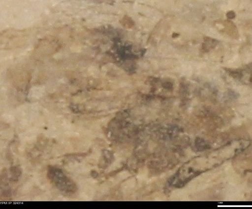 undet. Insecta