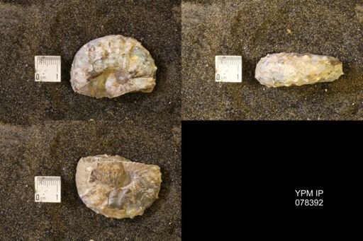 Discoscaphites gulosus