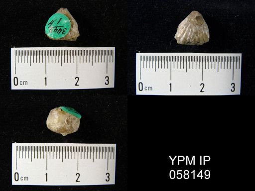 Uncinulus sp.