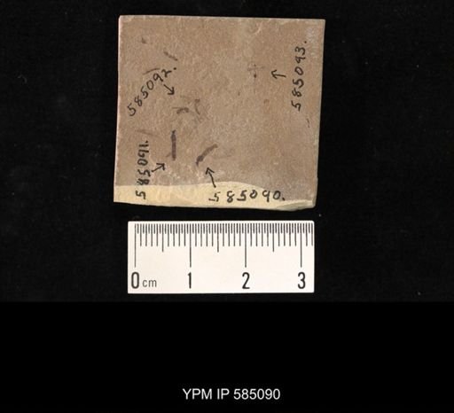 undet. Tipulidae
