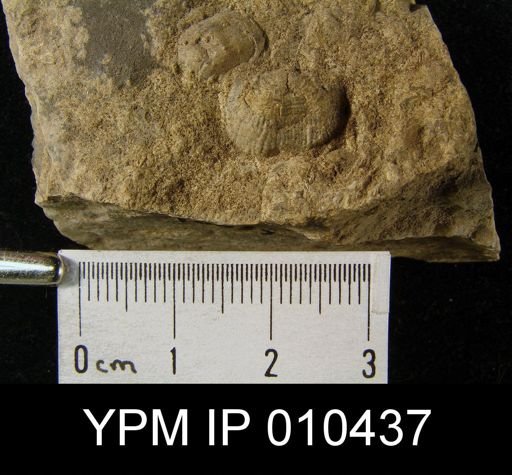 Marginifera longispina orientalis