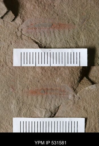 undet. Arthropoda
