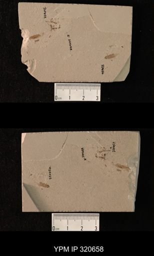 undet. Diptera