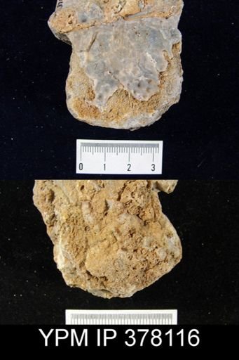 Aulosteges tuberculatus