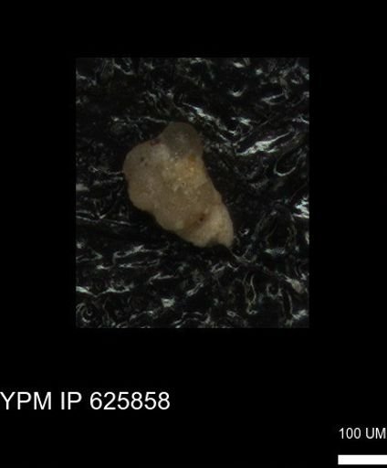 undet. Foraminiferida
