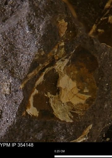 undet. Bivalvia