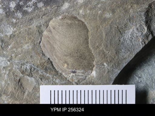 Bivalvia