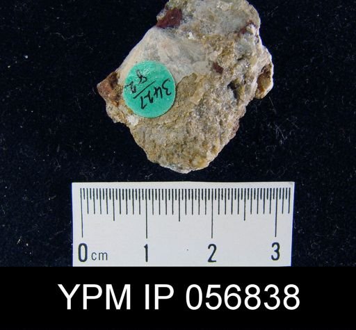 Rhipidomella oblata