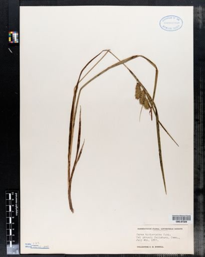 Carex hystericina