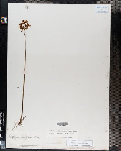 Plantae