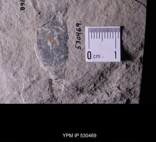 Castericystis vali