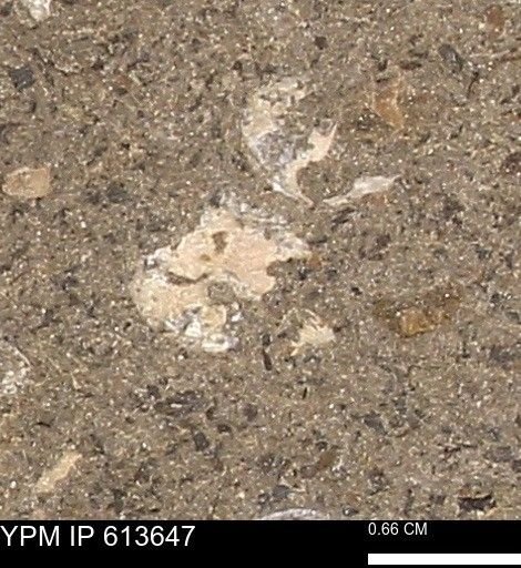 Scaphites sp.
