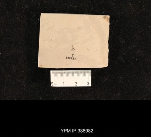 undet. Hexapoda