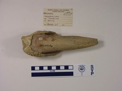 Phyllophaga