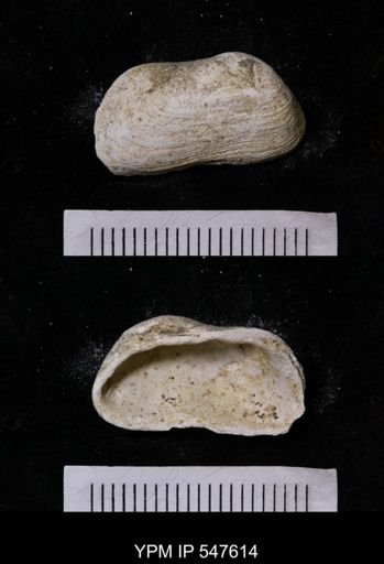 Saxicava rugosa