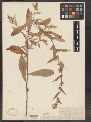 Solidago caesia