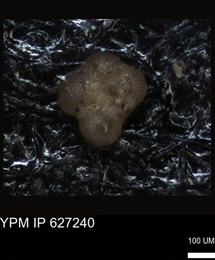 undet. Foraminiferida