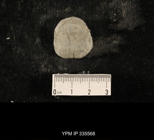 Linoproductus sp.