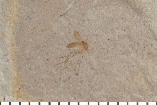Mycetophilidae