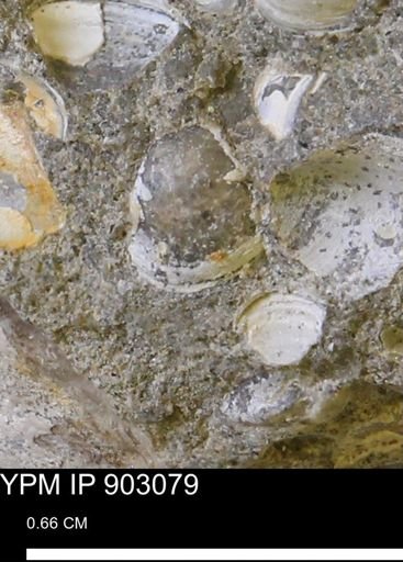 Corbulamella?