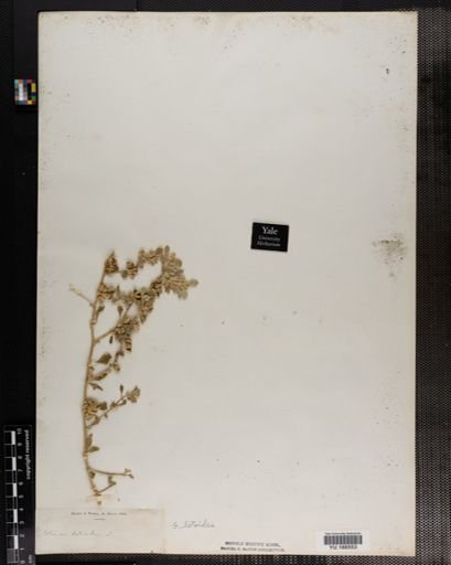 Plantae