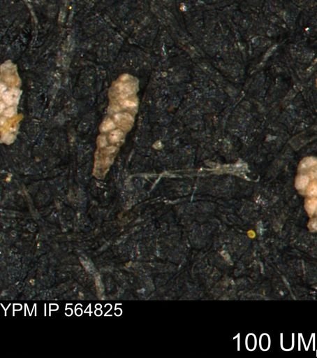 Verneuilinoides kansasensis