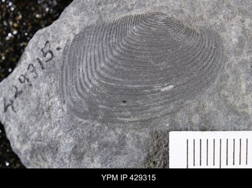 Cypricardella bellastriata