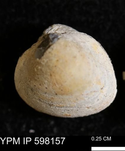 Limopsis striatopunctatus