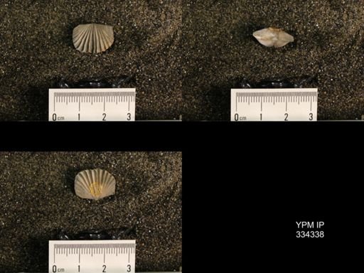 Plectorthis plicatella