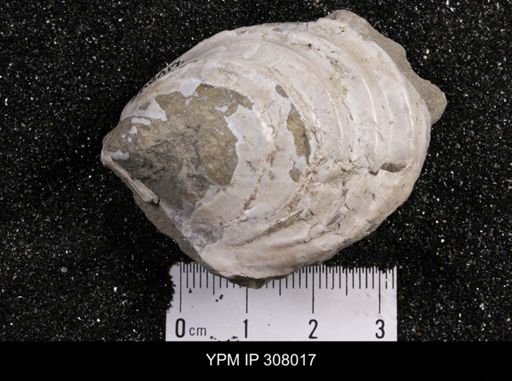Inoceramus sp.