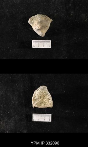 undet. Bryozoa