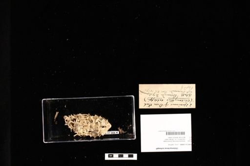 Chilomycterus schoepfi