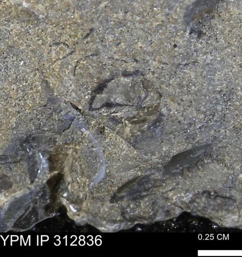 undet. Mollusca