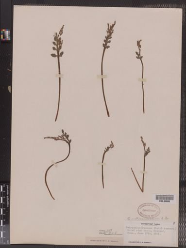Botrychium