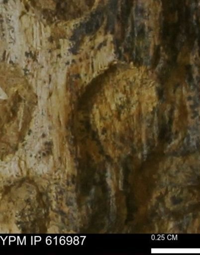 Teredo sp.