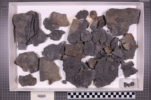 mixed taxa, stratigraphic collection
