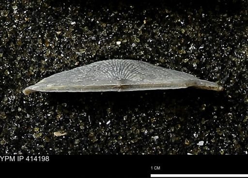 Devonochonetes mucronatus?
