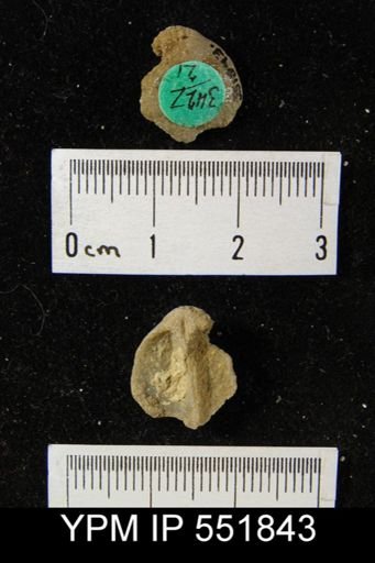 Gypidula sp.