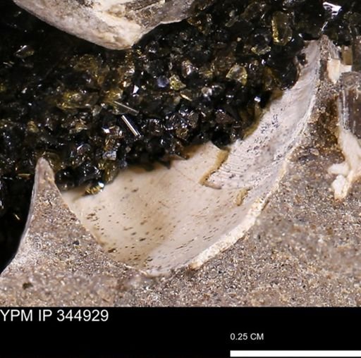Limopsis striatopunctatus