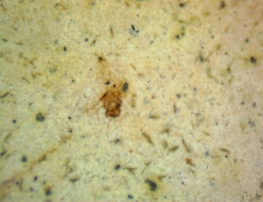 undet. Hemiptera