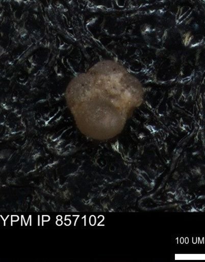 undet. Foraminiferida