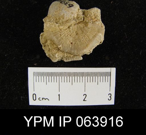 Strophonella roemeri