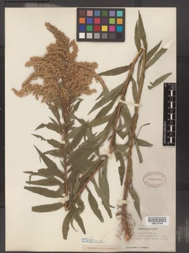 Solidago canadensis var. canadensis