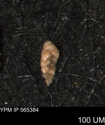 Verneuilina canadensis